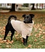 Kentucky Dogwear Sweater Beige Teddy Fleece pour Chien