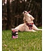 Oven-Baked Tradition Dental Chew Sticks for Dogs