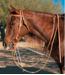 Professional's Choice Martingale Allemande Split Reins