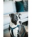 Kentucky Dogwear Dog Harness Loop Emerald Velvet