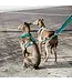 Kentucky Dogwear Dog Harness Loop Emerald Velvet