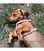 Kentucky Dogwear Harnais Classy Loop Velvet Old Rose