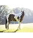 Kentucky Horsewear Peluches Relax pour Chevaux