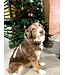 Kentucky Dogwear Dog Harness Loop Old Rose Velvet