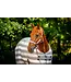 Horseware Couverture de refroidissement en polar Newmarket