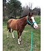 Weaver Original Adjustable Mint Chin & Throat Snap 1'' Halter