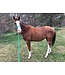 Weaver Original Adjustable Mint Chin & Throat Snap 1'' Halter