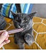 Animora Cranberry Dental Sticks for Dogs