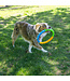 KONG Twistz High-Viz Ring