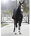 Back On Track Welltex Fleece Rug w/Hood