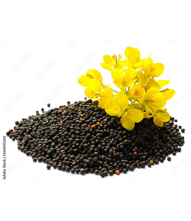 Picardie Rape Seed