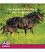 Purina Cargill Evolution Maternité