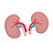 Kidney support