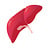 Liver support