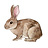Lapin