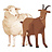 Sheep & Goats