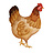 Poultry