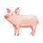 Mini Pig