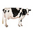 Cattle