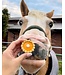 Boo & Moo 2Pack Regular Horse Cookies with Icing