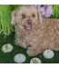 Bosco & Roxy's Buzzin Around the Flowers Handmade Spring Cookies