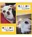 Ollos Eye Care Powdered Dog Supplement