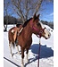 Weaver Original Adjustable Burgundy Chin & Throat Snap 1'' Halter