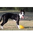 JOLLY PETS Jolly Egg