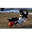 JOLLY PETS Jolly Egg