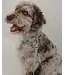 Dexypaws Laisse Imperméable en Biothane Vert Sauge
