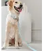 Dexypaws Collier Imperméable en Biothane Sky Blue