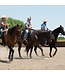 Weaver Cloches Ballistic No-Turn Trekking West