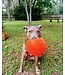 JOLLY PETS Invincible Jolly Soccer Ball