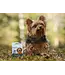 Baci+ BACI+ - Soin de l'Haleine Buco+ Traitement 10 Jours