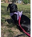 Dexypaws Harnais de Marche No-Pull Lilas pour Chien