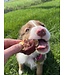 Gabo Apple & Duck Jerky Dog Treats