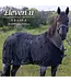 Eleven11 Equine Couverture MagnetXmotion Noir