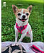 RC Pets Harnais '' Petite '' Explorer Frida