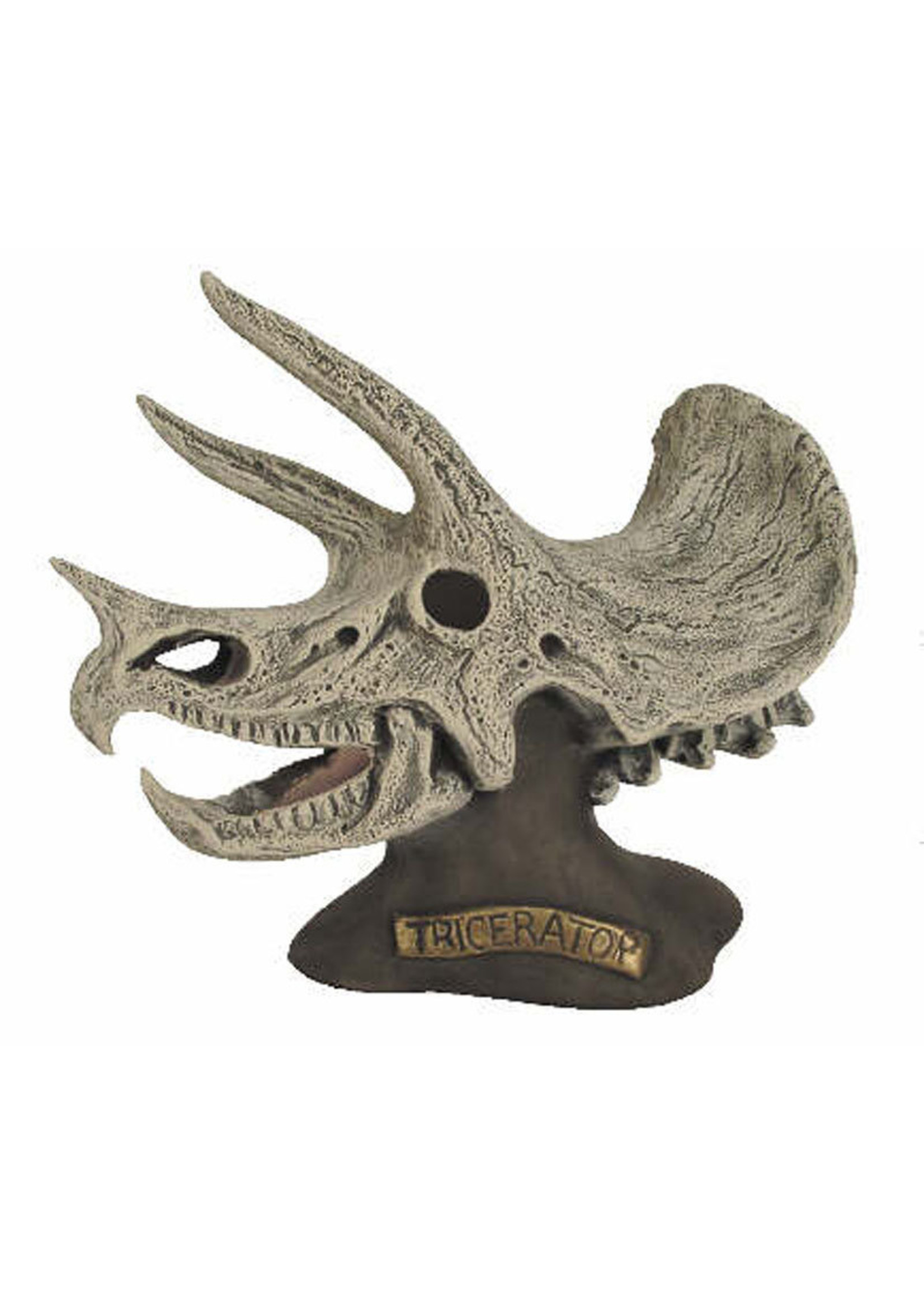 Creative Kreations Ceramics and Gifts Triceratops Skull 7" Ceramic Bisque, ready to paint