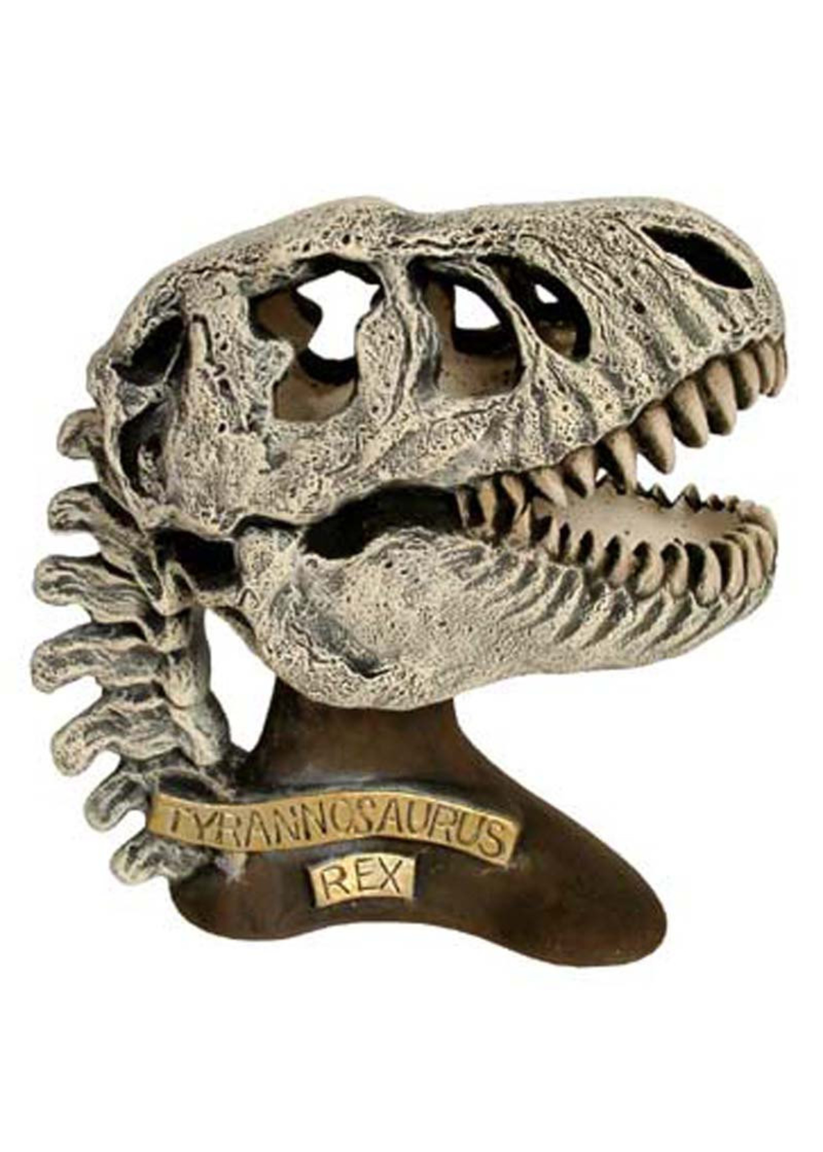 Creative Kreations Ceramics and Gifts T Rex Skull 6 1/2" x 6" Ceramic Bisque, Ready to Paint