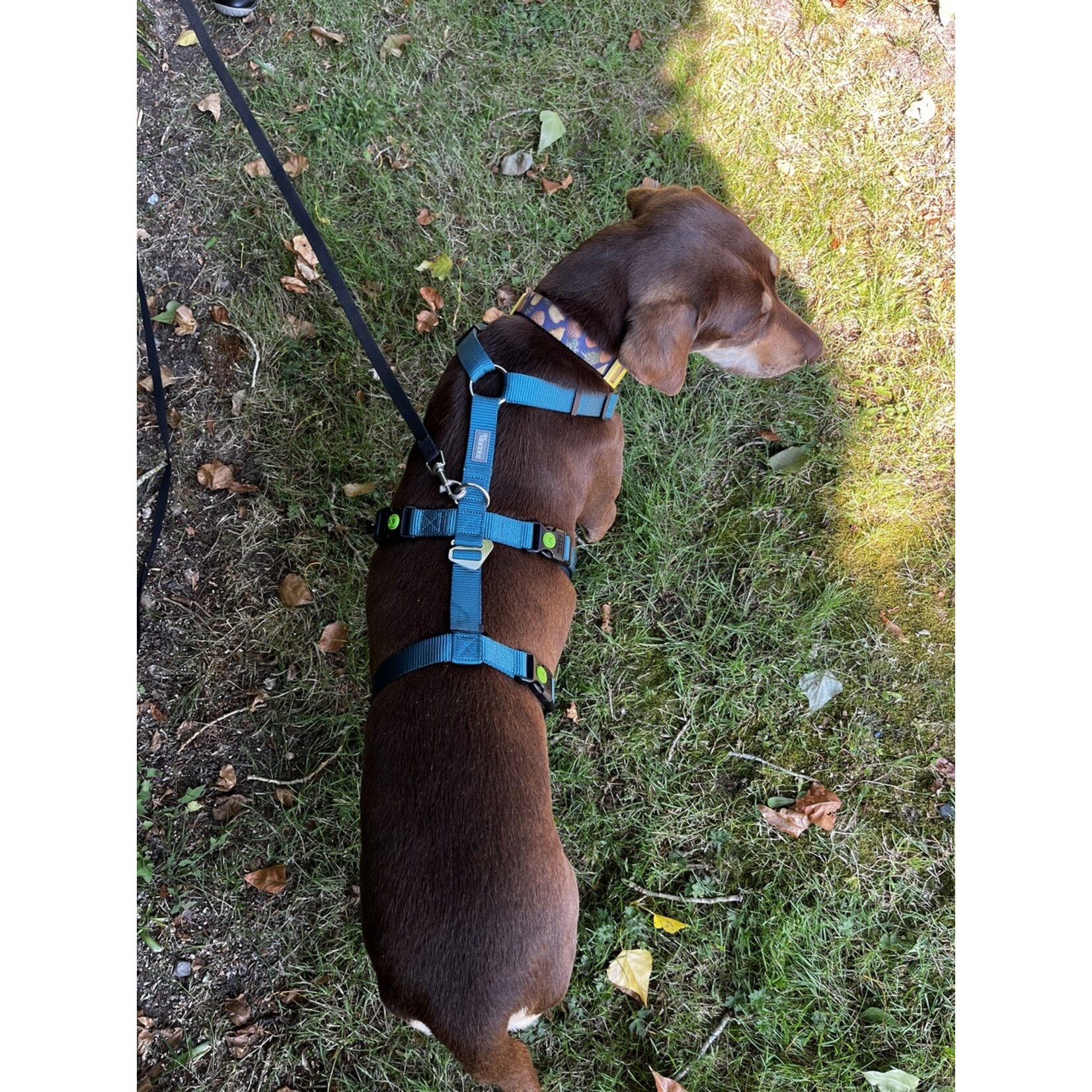Kerbl Escape Proof Dog Harness, Fundraiser