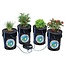 Alfred Horticulture DWC 4-Plant System