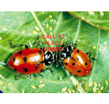 Beneficial Insects-Aphid Control Ladybugs