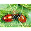 Beneficial Insects-Aphid Control Ladybugs