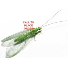 Beneficial Insects-General Predator Green Lacewing 2000 Eggs on String