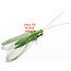 Beneficial Insects-Aphid Control Green Lacewing 2000 eggs on String