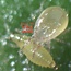 Size : Amblyseius cucumeris 10K adults (10x1000)