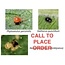 Beneficial Insects-Spider Mite Control Tri Pack 1000 sq ft