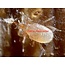 Beneficial Insects-Fungus Gnat Control Stratiolaelaps Scimitus 12.5k mites 1/2L bottle