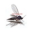 Beneficial Insects-Fungus Gnat Control Guardian 5M (2 sponges) MED